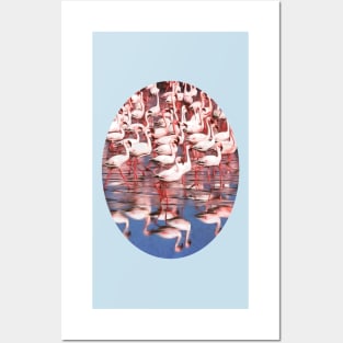 Pretty Pink Flamingos and Reflections Posters and Art